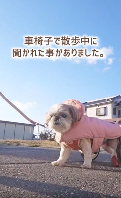 カメラ目線のコロンちゃん