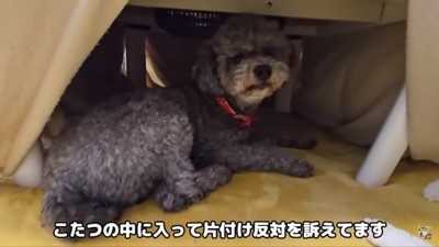 こたつに潜るきゅうちゃん