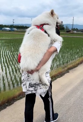 おんぶしてもらう大型犬3