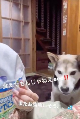 ワンコがナイスキャッチ♪