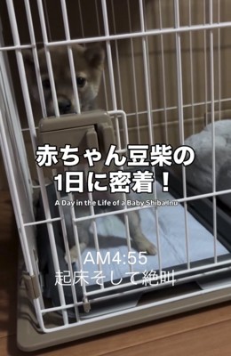ケージの中で立ち上がる子犬