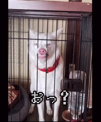 ケージから鼻を出すトックちゃん