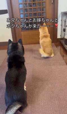 ドアを見ながらお座りをしている2匹の犬の後ろ姿