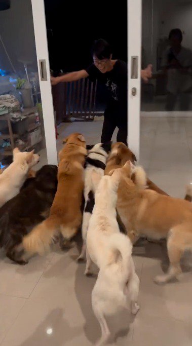 窓を開ける飼い主のもとへ走り出すたくさんの犬