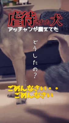 虐待され続けた犬