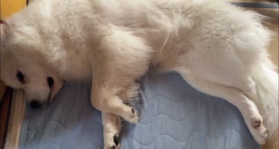 布団の上でくつろぐ犬