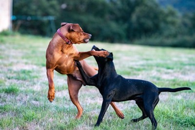 犬のケンカ
