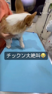 診察台に乗せられた犬
