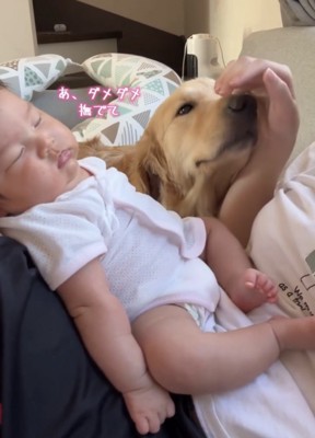 人の手に鼻先を押し当てる犬