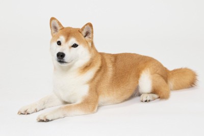 伏せをする柴犬