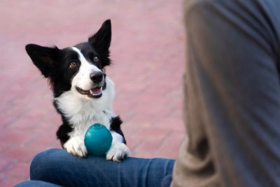 飼い主に甘える犬
