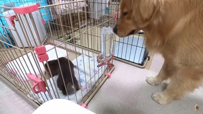 子犬を見つめるクッキーくん