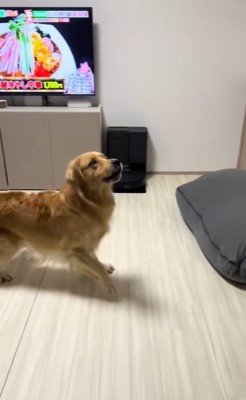 たくさん風船が出てきた時のさらちゃん4