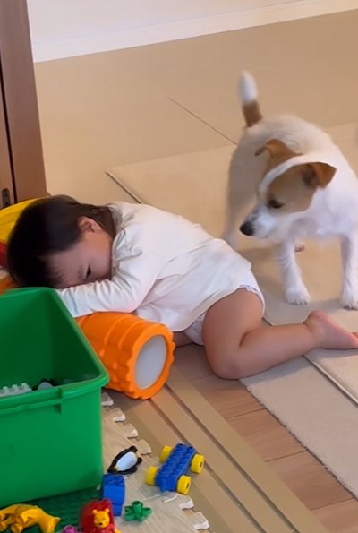 突っ伏す赤ちゃんを見る犬
