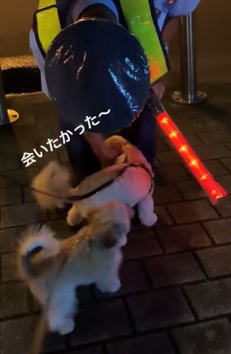 じゃれつく犬たちを優しく撫でる警備員