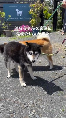 里親と面会する黒い犬