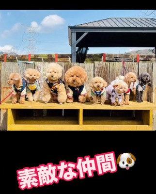 正面を見て並んでいる8匹の犬