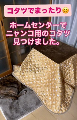 コタツを初体験♡