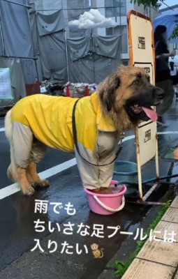 ちょっぴり夏が苦手