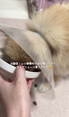 ご飯もモリモリ食べられるよ