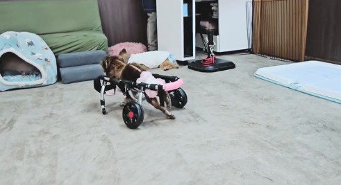 ソファーに向かって歩く車椅子の老犬