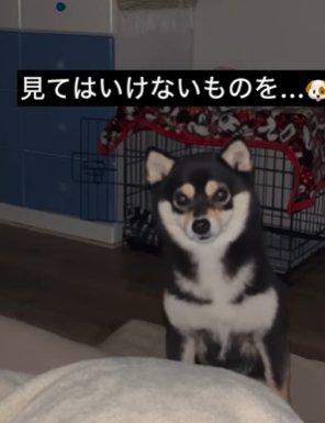 暗闇の中で見つめてくる柴犬