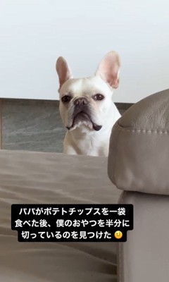 マイロくんの不信の眼差し2