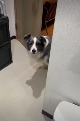 何かに怯える犬