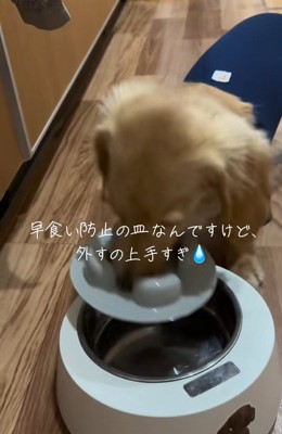 早食い防止の凹凸プレートを口で取り外すミニチュアダックスフンド