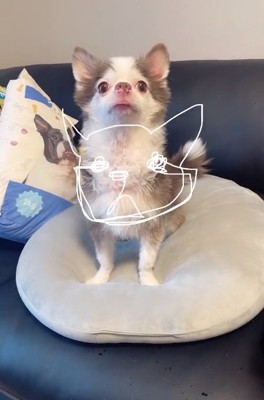 そっくりなLiaくんと似顔絵