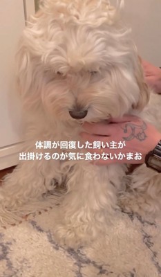うつむき気味の犬
