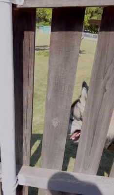 柵の隙間からのぞく犬の顔