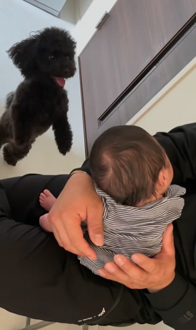 抱っこをせがむ犬