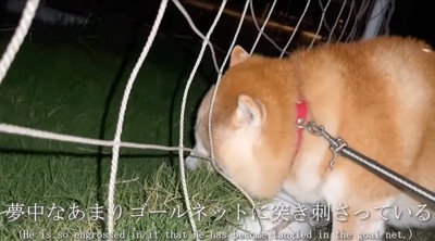ネットに顔を突っ込む柴犬