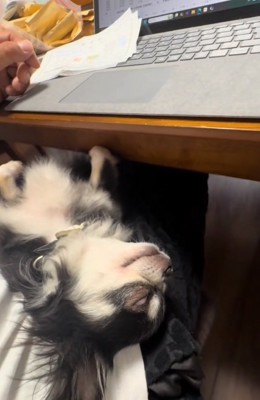 爆睡のオレオちゃん%分後には爆睡♪