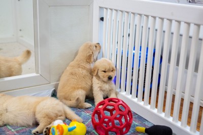 ベビーサークルと犬