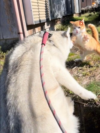 お怒りの野良猫
