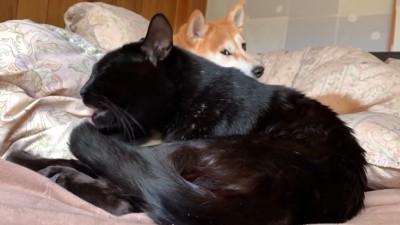 途中でチラ見