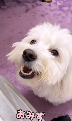 とうふちゃんの聞き間違い7