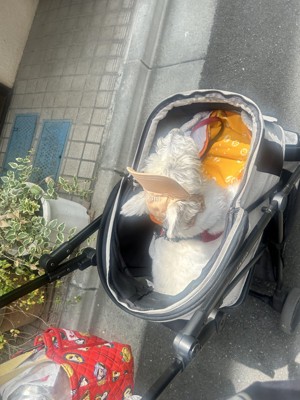 カートに乗るちーちゃん