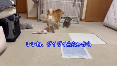 「おもちゃ貸して~♪」