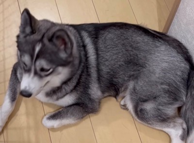 玄関を見ながらじっとしている犬
