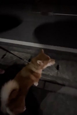 「うわーうわーうわーうわー」