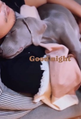 抱っこされて眠る犬