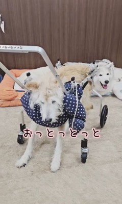 おばあちゃんワンコを車椅子に乗せたら3