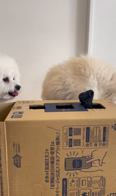 靴下への興味をなくす犬