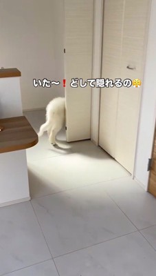 部屋の奥で飼い主を見つけた子犬