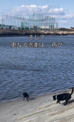 どん兵衛君参戦