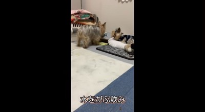 水が入った皿に顔を入れるメスの老犬