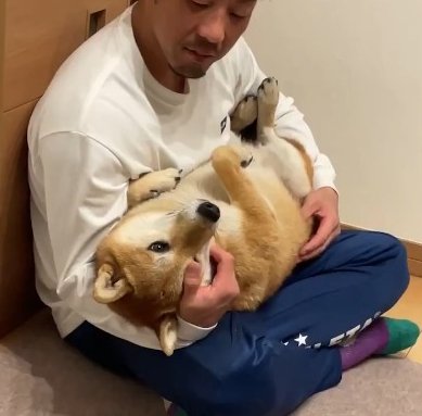 柴犬